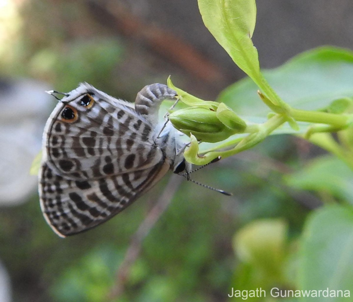 Leptotes